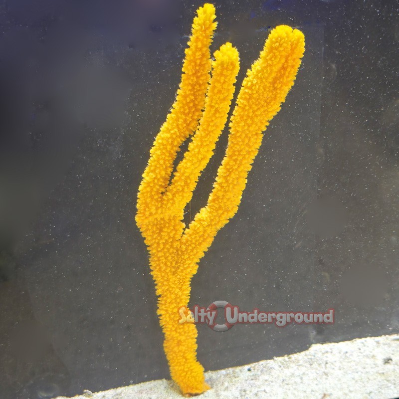 Salty underground: Tree Sponge