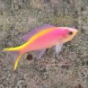 Purple Queen Anthias (Pseudanthias tuka)