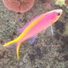 Purple Queen Anthias (Pseudanthias tuka)