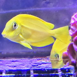 Orange Shoulder Tang-Older...
