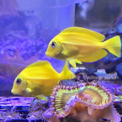 Orange Shoulder Tang-Older Juvenile (Acanthurus olivaceus)