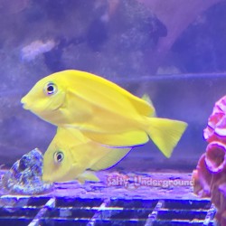 Orange Shoulder Tang-Older Juvenile (Acanthurus olivaceus)