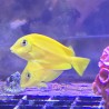 Orange Shoulder Tang-Older Juvenile (Acanthurus olivaceus)