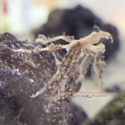 Orangutan Crab (Achaeus...