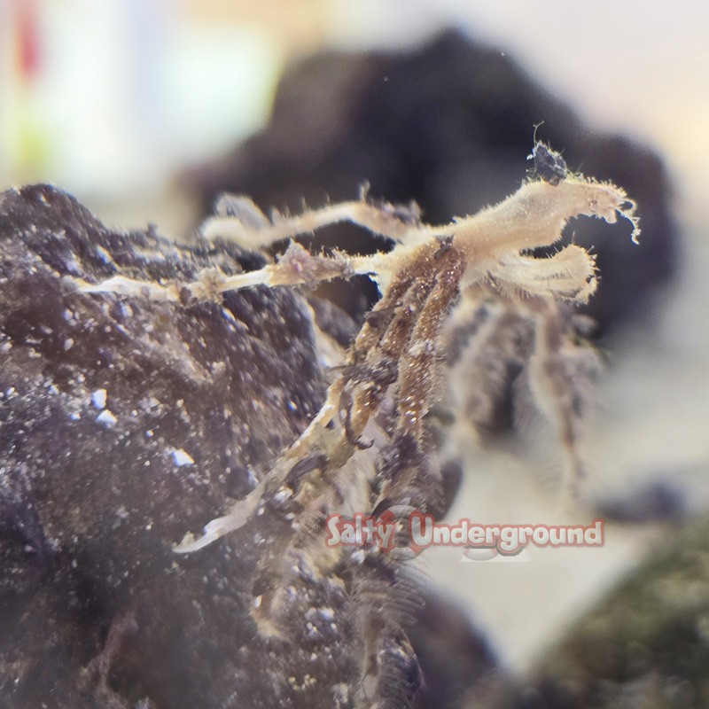 Orangutan Crab (Achaeus japonicus)