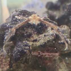 Orangutan Crab (Achaeus japonicus)