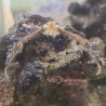 Orangutan Crab (Achaeus japonicus)