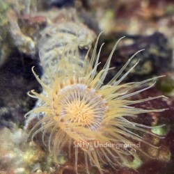 Orange Tube Anemone