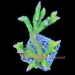 Montipora Digitata Neon Green