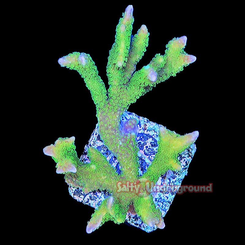 Montipora Digitata Neon Green
