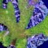 Montipora Digitata Neon Green