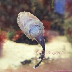 Clingfish Goby