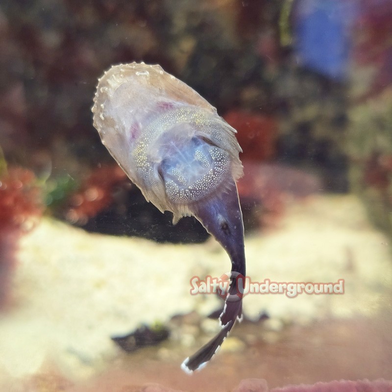 Salty Underground: Clingfish Goby