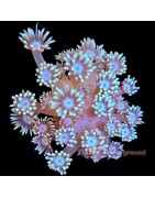 LPS Corals