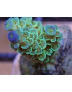 Salty Underground: SPS Corals for sale