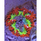 Sea Anemones