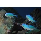 Chromis
