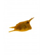 Miscellaneous Marine Fish