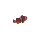 Clownfish