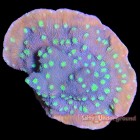 Aquacultured Corals