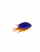 Beginner Marine fish