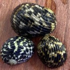 Marine Snails