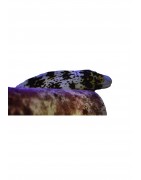 Eel