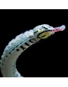 Salty Underground: Pipefish