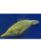 Filefish