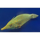 Filefish