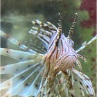 Lionfish