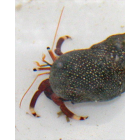 Marine Invertebrates