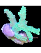Salty Underground: Soft Coral