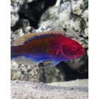 Saltwater Fish for sale
