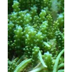Marine Macro Algae