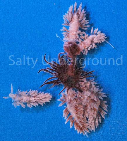 Berghia grouping up on an Aiptasia