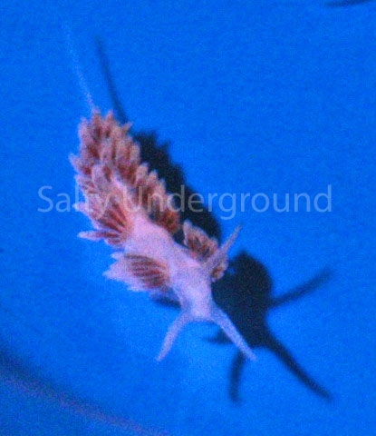 Berghia Nudibranch