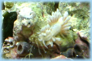 White hungry Berghia eating an aiptasia