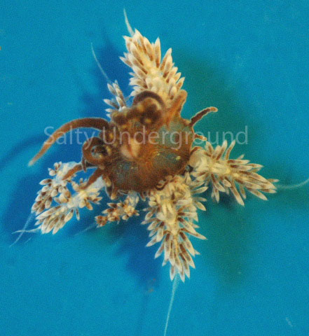 Large and small Berghia eating