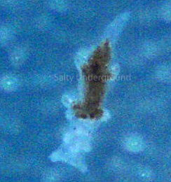 Berghia Larva
