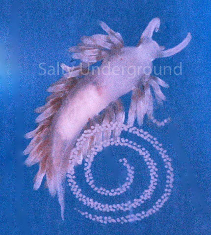 Here you can see a Berghia nudibranch laying eggs