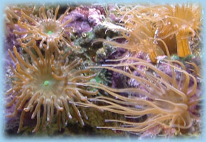 Majanos on left - Aiptasia on right