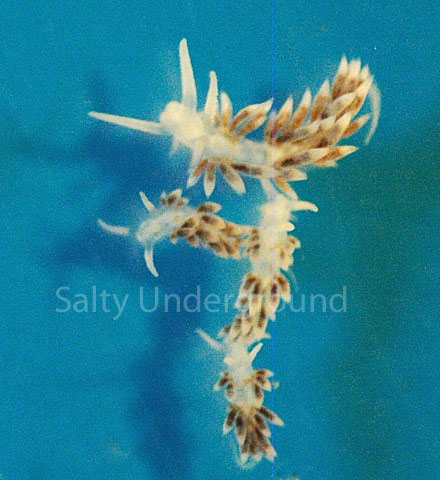 Small Berghia nudibranch