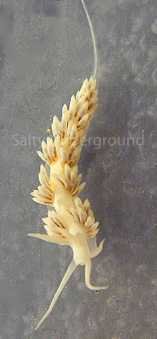 Single Berghia nudibranch