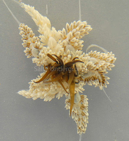 Several Berghia Feeding