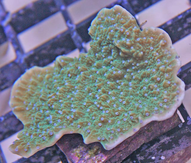 Aquacultured blue polyp Montipora capricornus coral with contrasting edges.