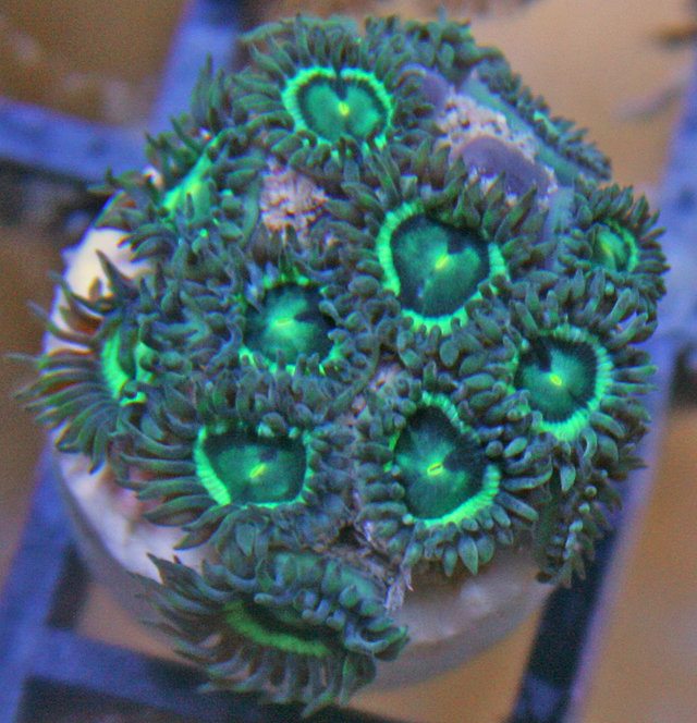 This button polyp is considered a soft coral, without a stony skeleton.