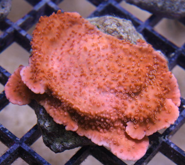 Aquacultured Orange Montipora capricornus coral.