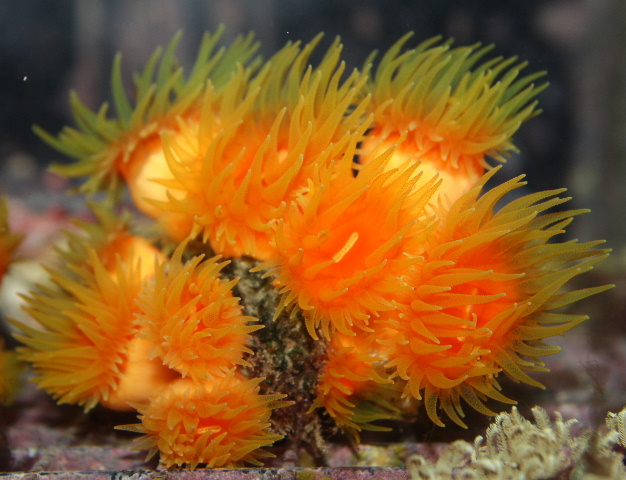 This Dendrophyllia coral has 11 polyps.  They should be fed meaty supplements in order to thrive.