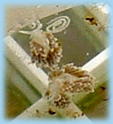 berghia laying eggs